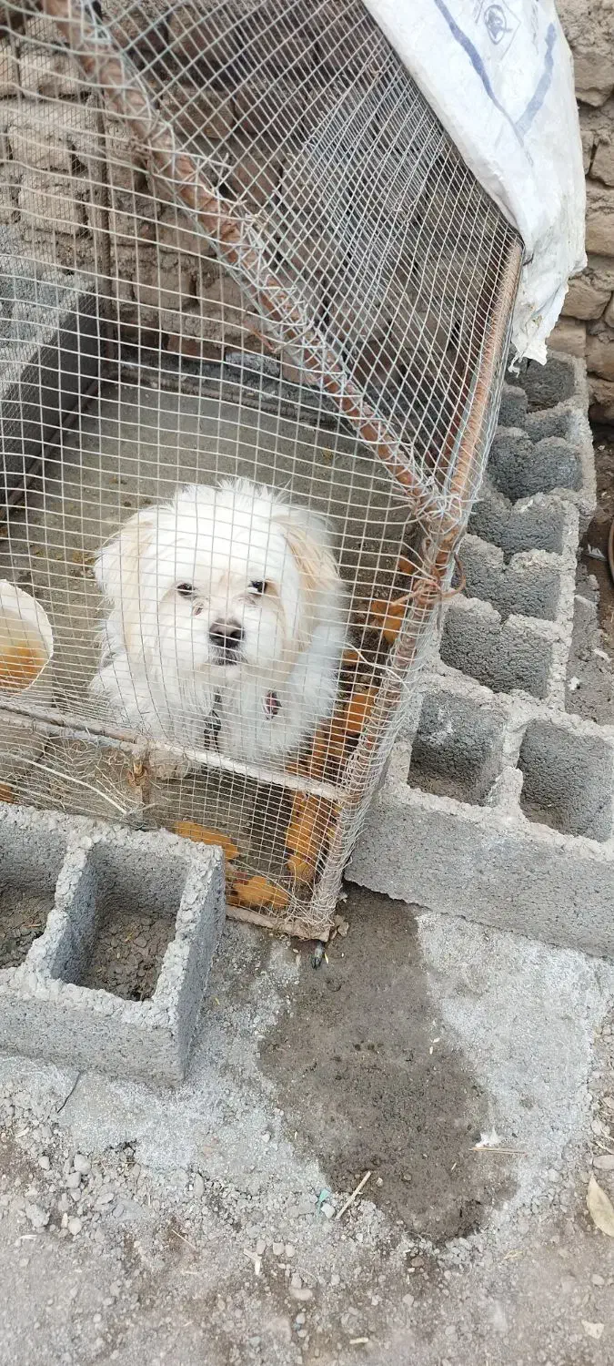 سگ پا کوتا|سگ|بم, |دیوار