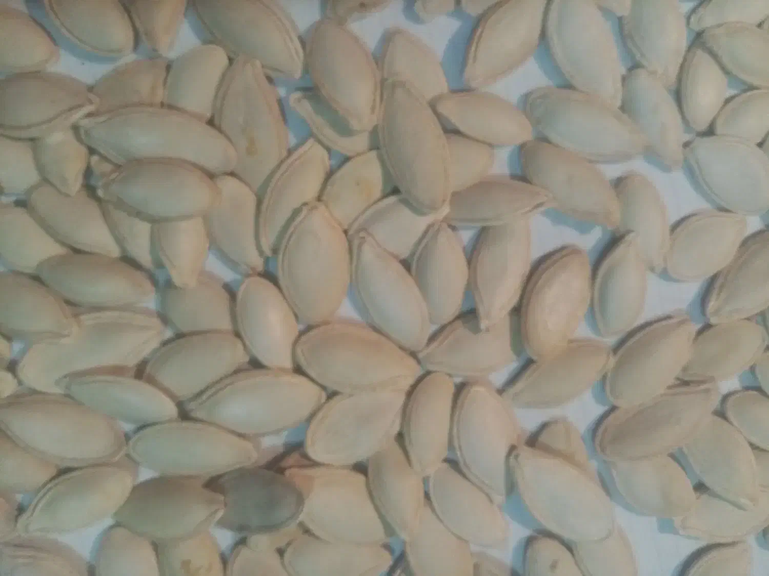 تخمه کدو|حراج|یزد, |دیوار