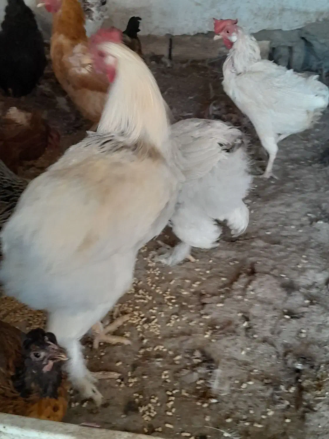 مرغ و خروس برهما و فریح محلی|حیوانات مزرعه|شبستر, |دیوار