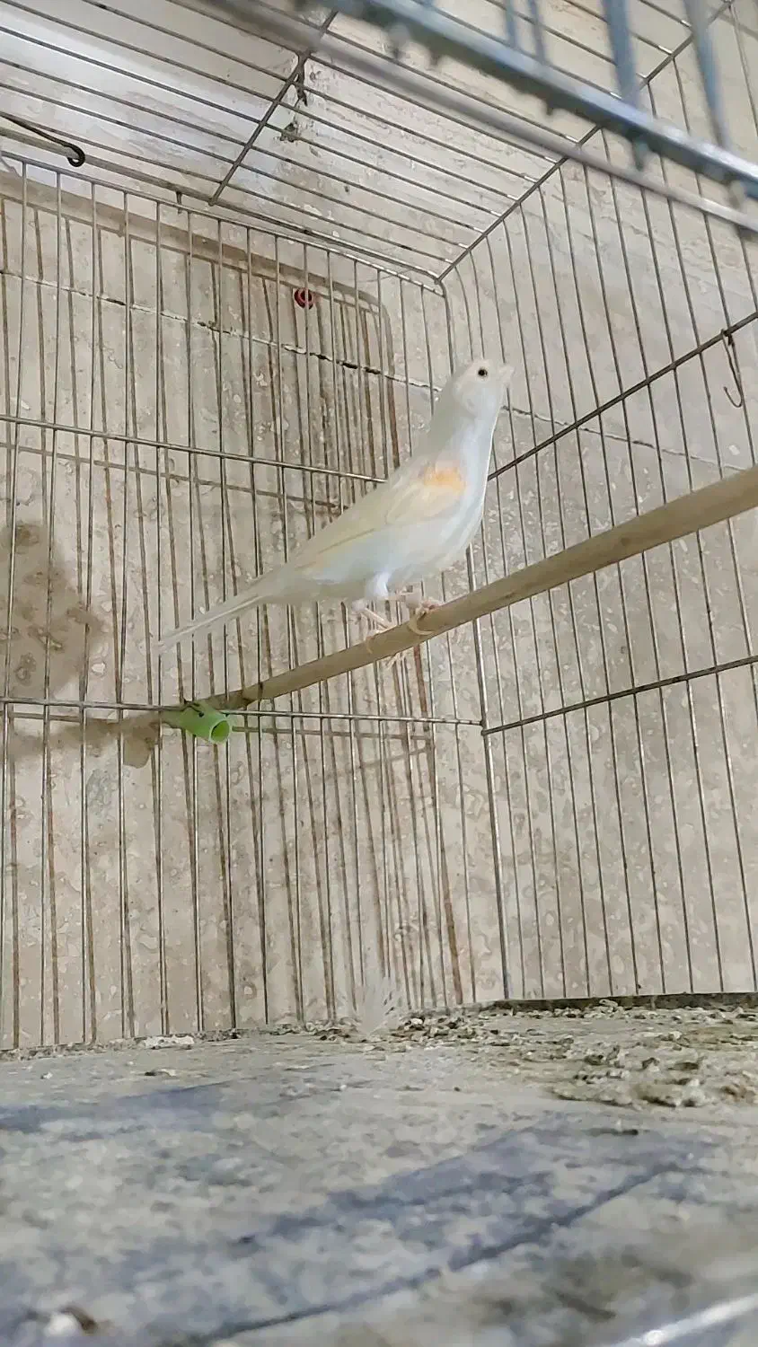 قناری موزاییکی|پرنده|بروجرد, |دیوار