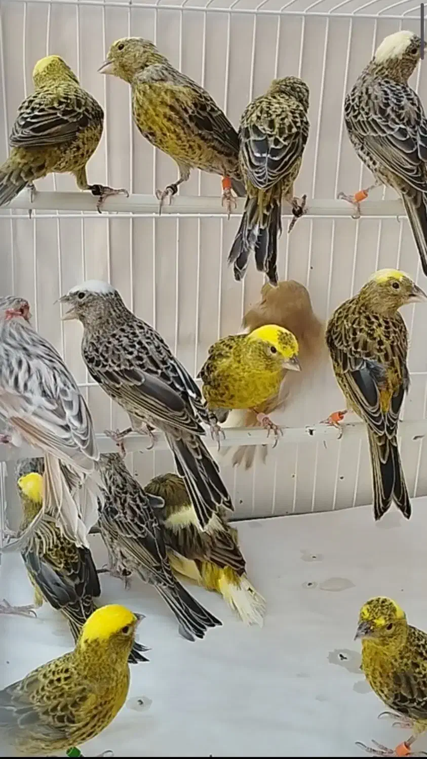 قناری لیزارد ،گلاستر ،یلو و موزاییکی|پرنده|کرج, فاز ۲ مهرشهر|دیوار