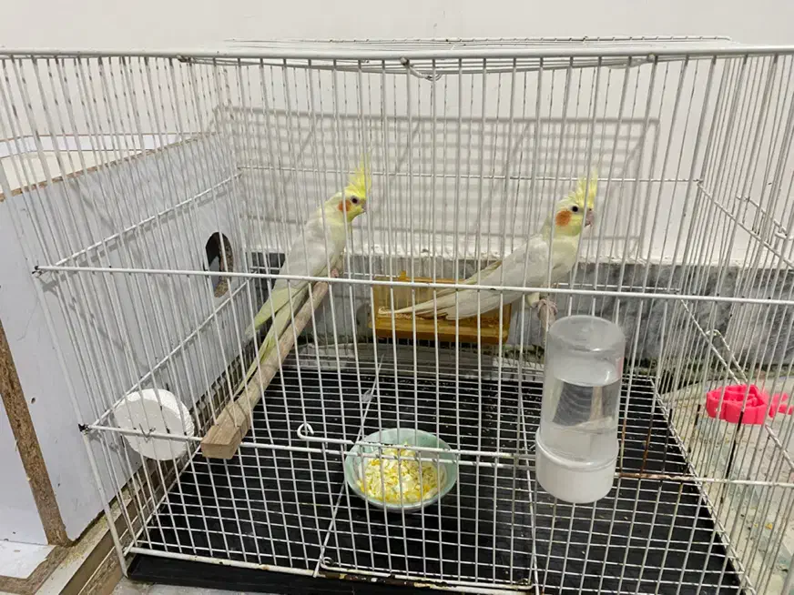 عروس هلندی|پرنده|تربت جام, یحیی آباد|دیوار