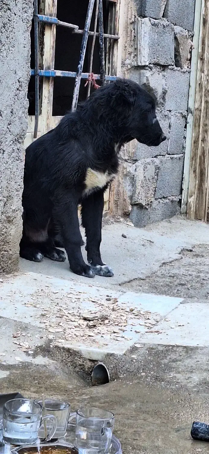 میش بره بز سگ|حیوانات مزرعه|مبارکه, |دیوار