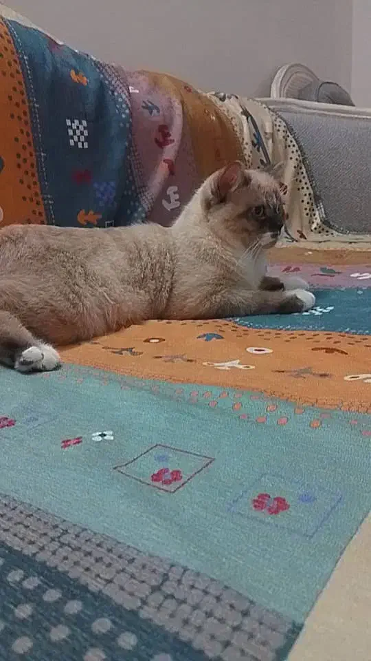 گربه رگدال ۹ماهه|گربه|شهریار, شهرک شاهد|دیوار