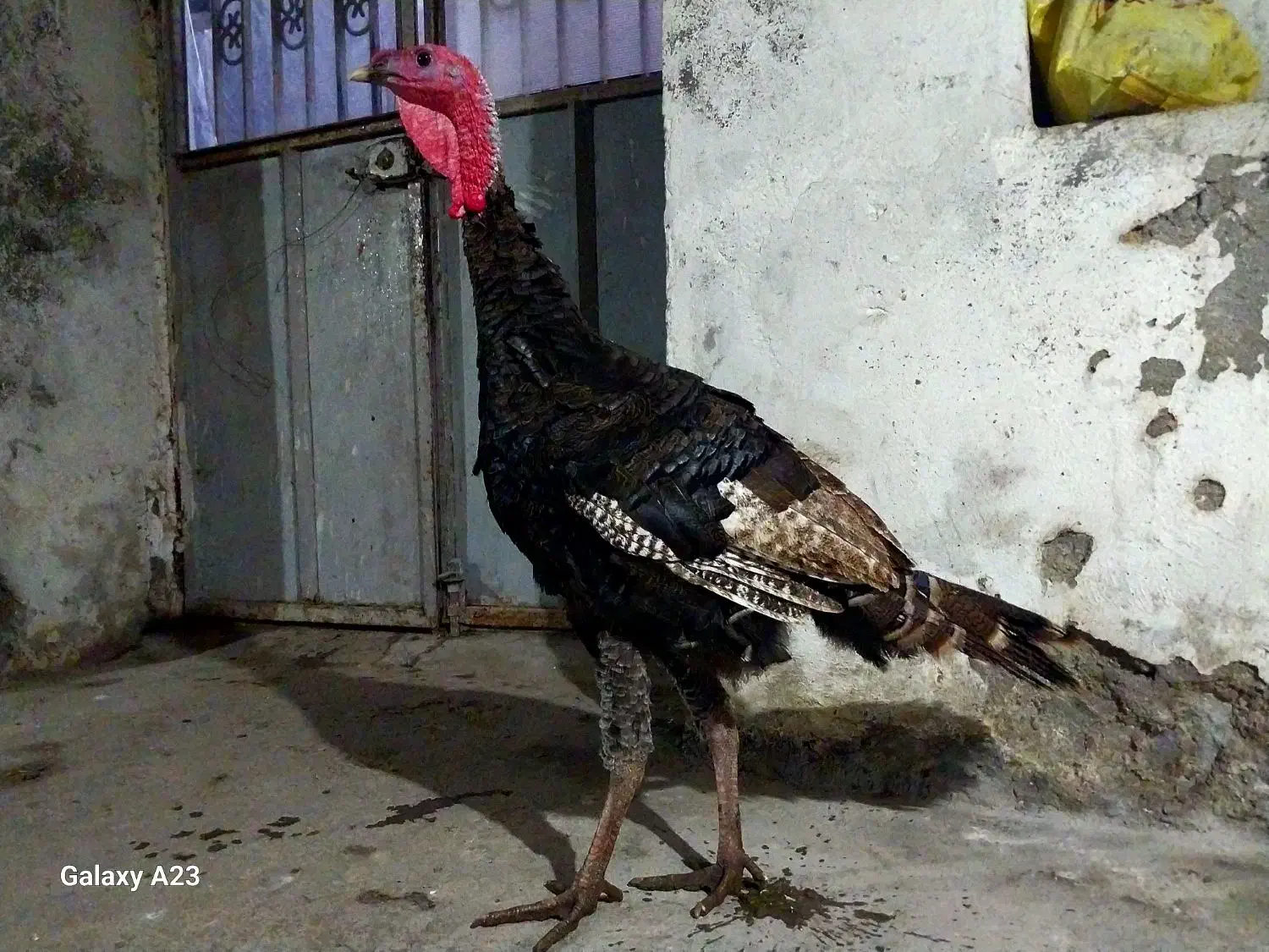 بوقلمون برنز نر|حیوانات مزرعه|آمل, |دیوار