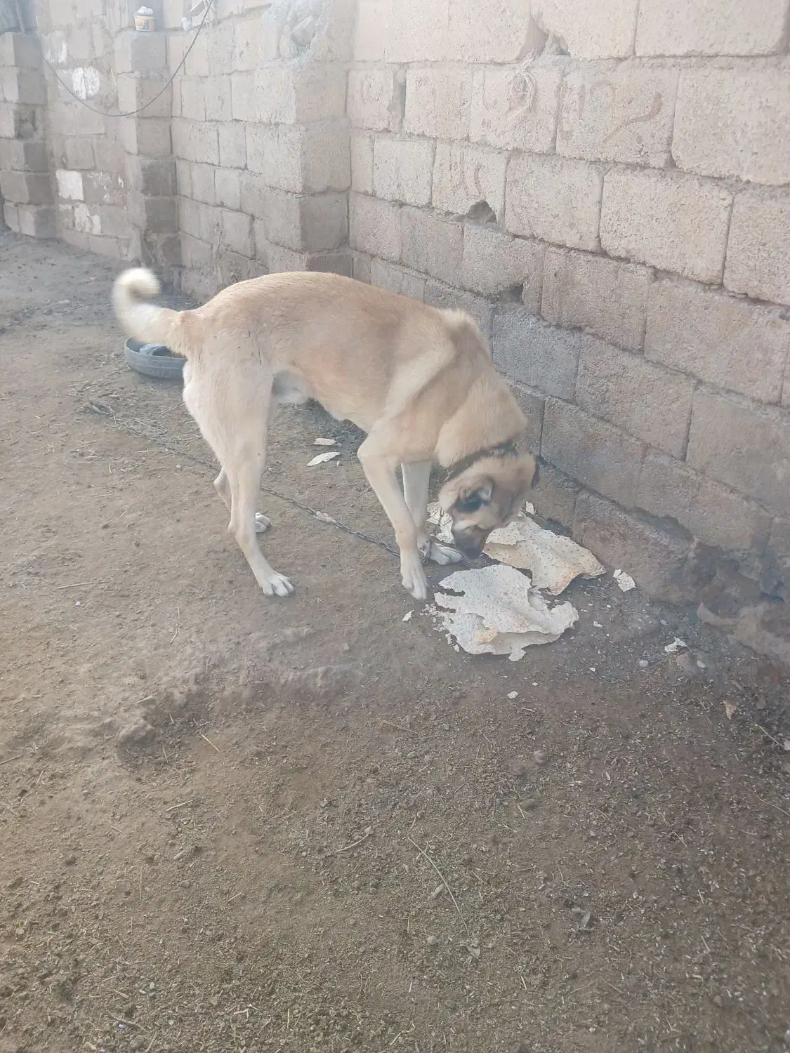 سگ سرابی|سگ|مشگین شهر, |دیوار