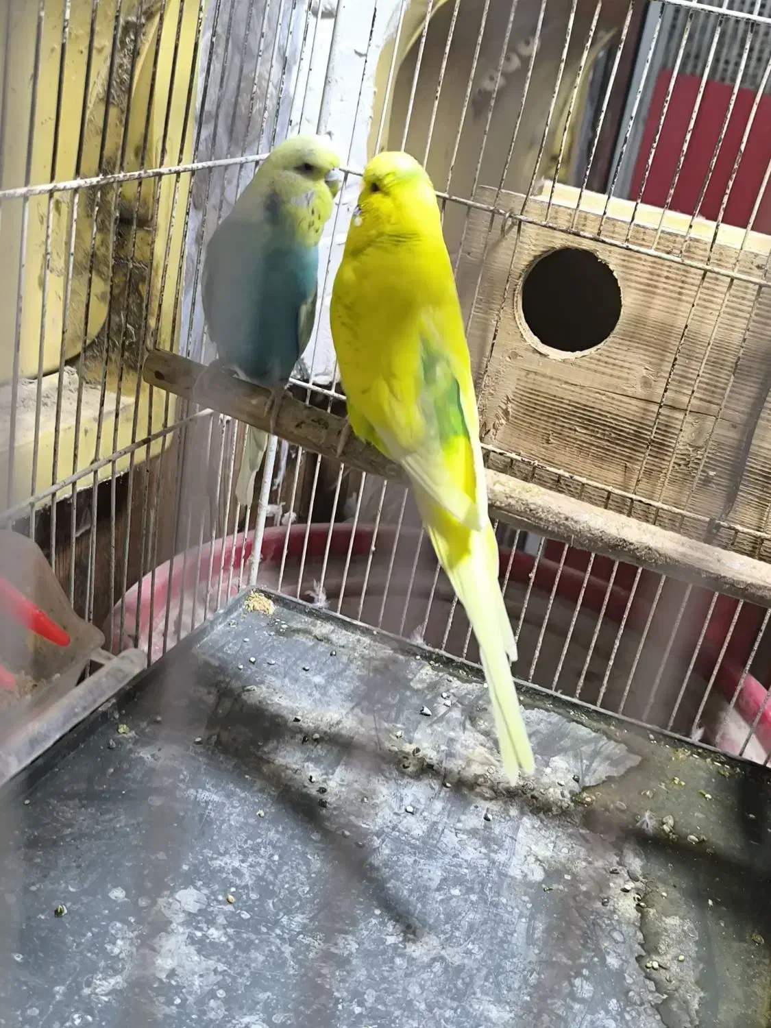 مرغ عشق انگلیسی گریدaو کوتوله مارال|پرنده|تهران, لویزان|دیوار