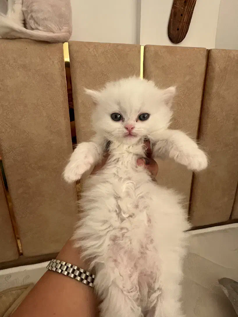 گربه پرشین|گربه|خرمدره, |دیوار