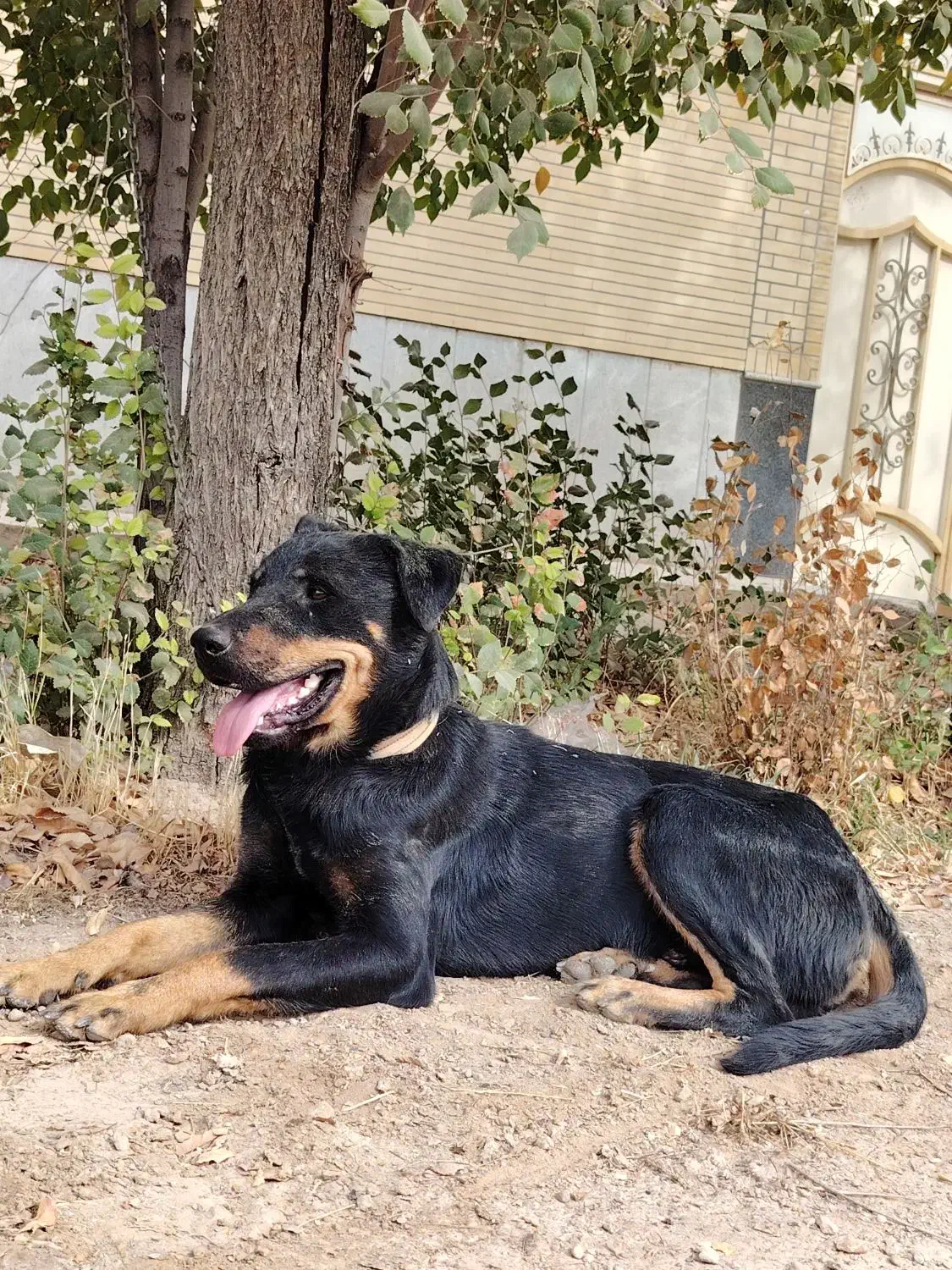 سگ روت وائلر|سگ|شهرضا, |دیوار