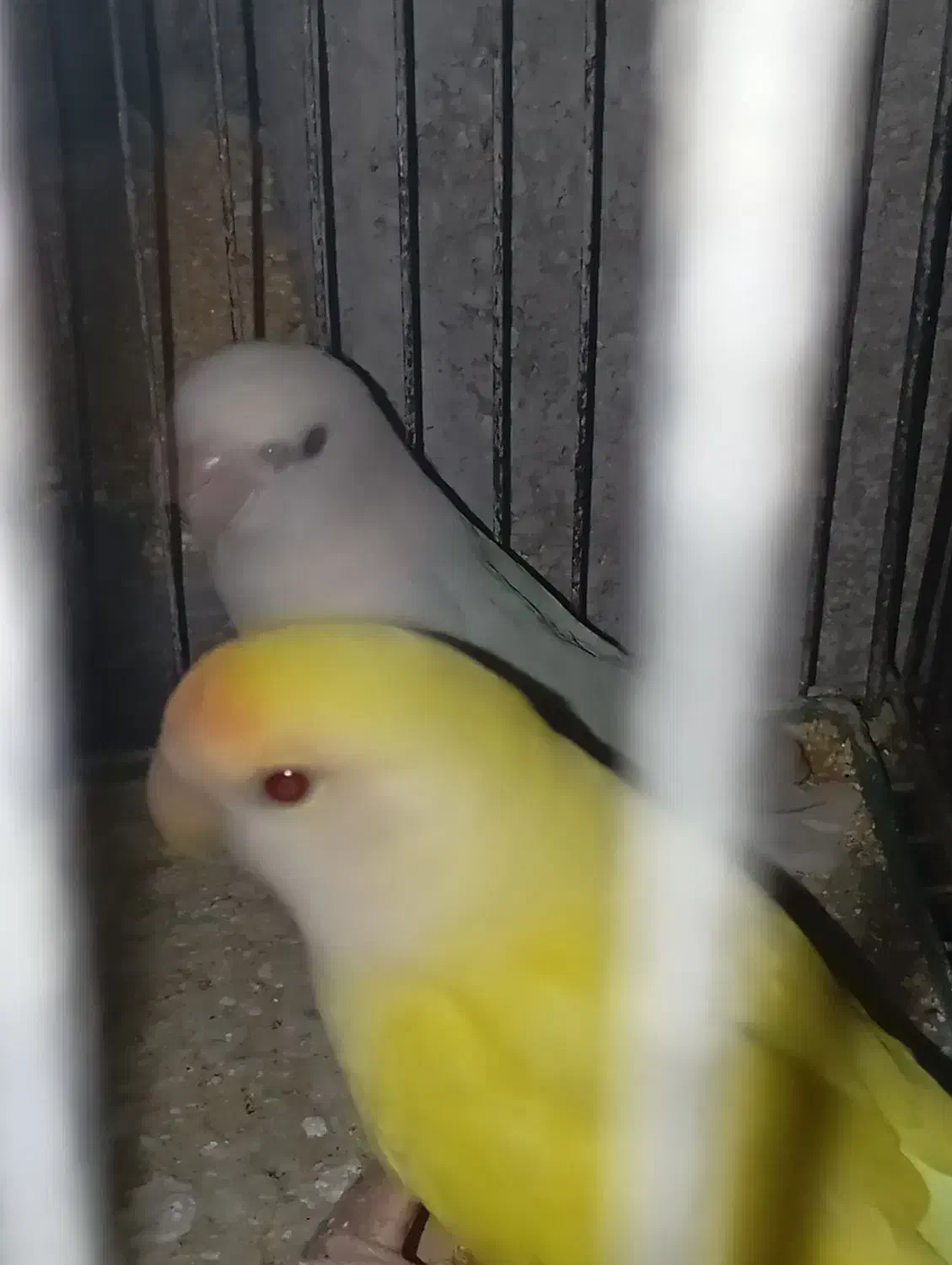 طوطی|پرنده|جهرم, |دیوار