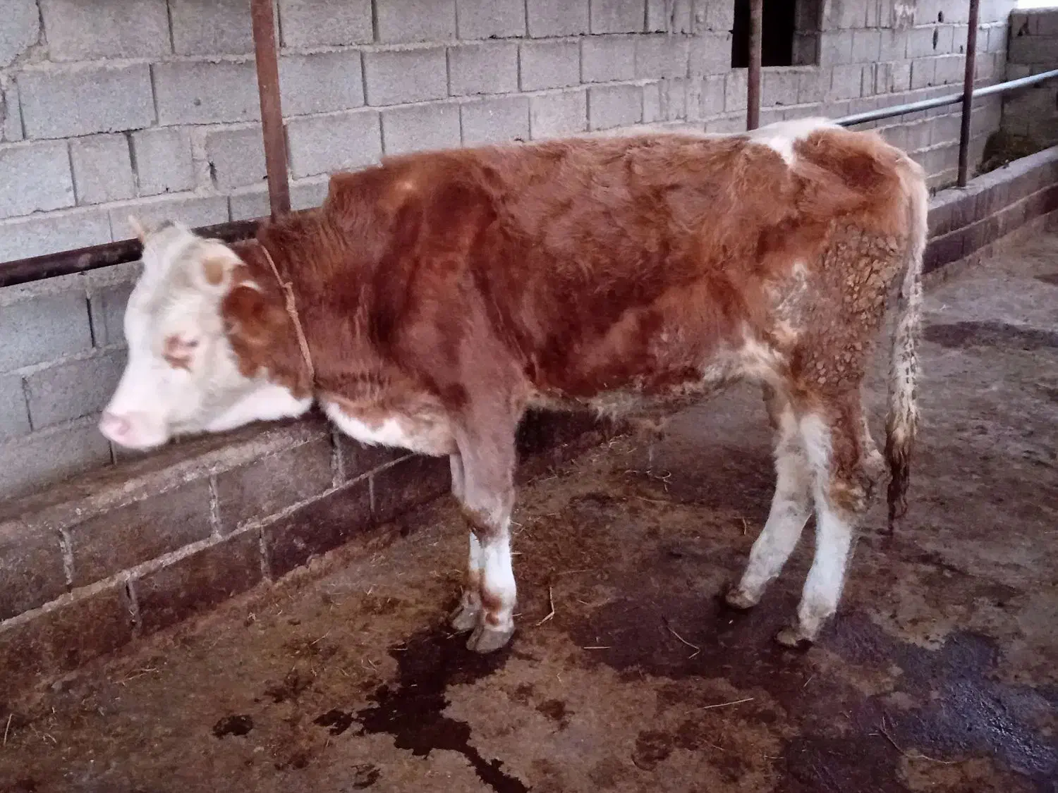 گوساله نر پرواری|حیوانات مزرعه|پایین هولار, |دیوار