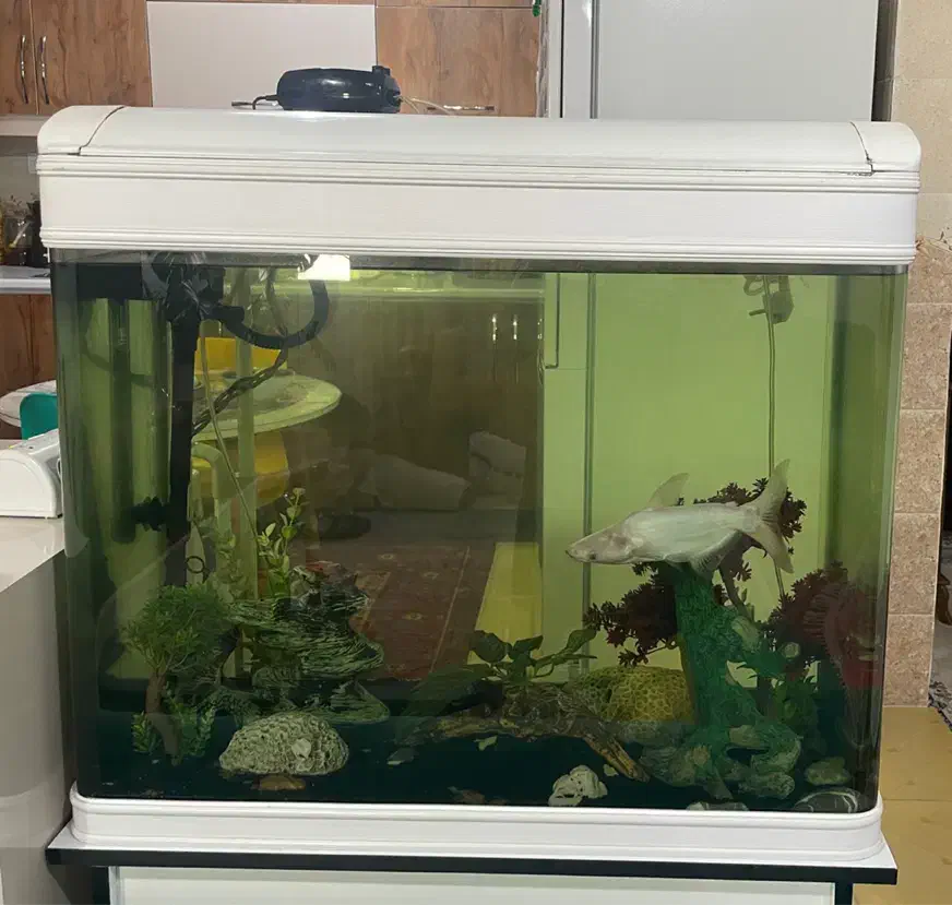 فروشی|ماهی|جیرفت, |دیوار