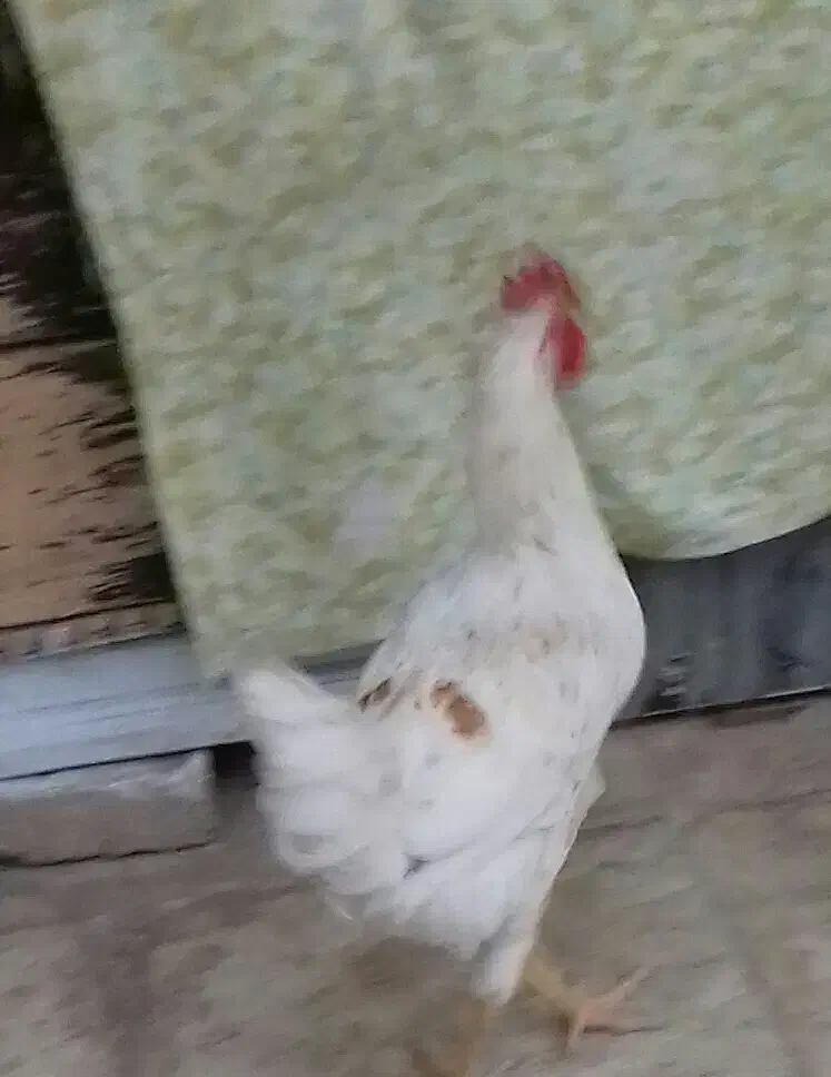 خورس معلی دورنگ سالم سرحال  جوان|حیوانات مزرعه|بومهن, |دیوار