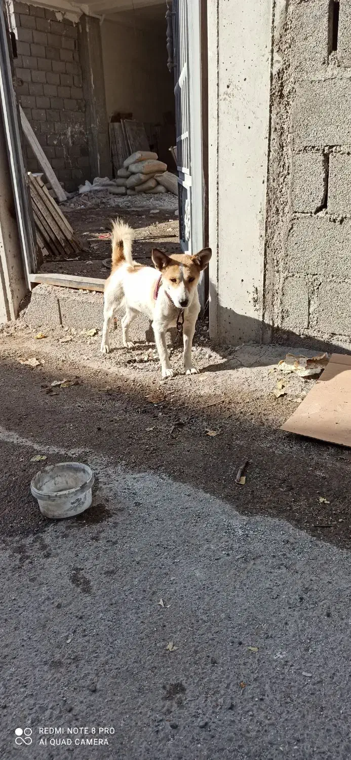 سگ پاکوتاه ماده|سگ|ترکمانچای, |دیوار