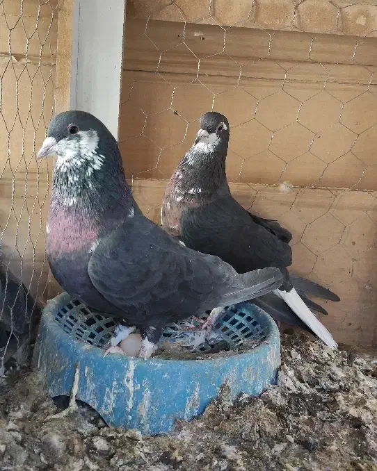 کفتر جفت امری افشون(شیرازی)|پرنده|رفسنجان, |دیوار