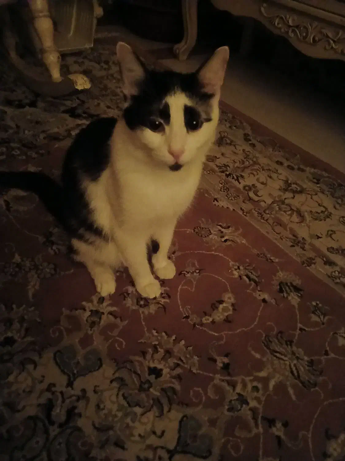 گربه واگذاری رایگان|گربه|کرج, شاهین‌ویلا|دیوار