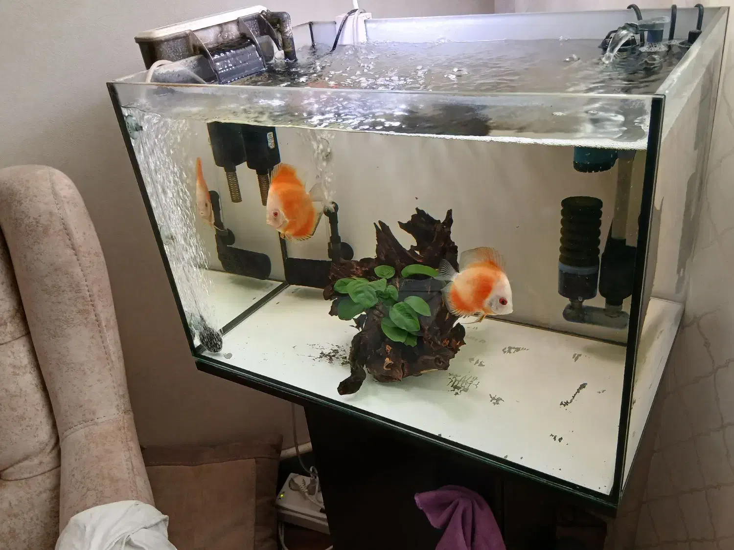 ماهی دیسکس|ماهی|اندیشه, اندیشه فاز ۳|دیوار