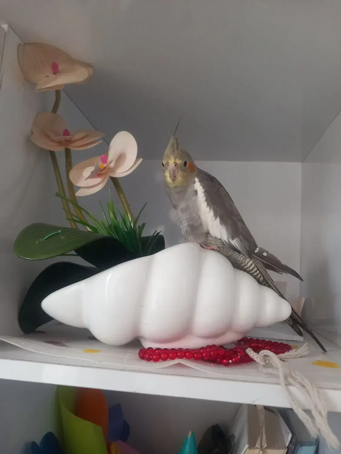 عروس هلندی|پرنده|آستانه اشرفیه, |دیوار