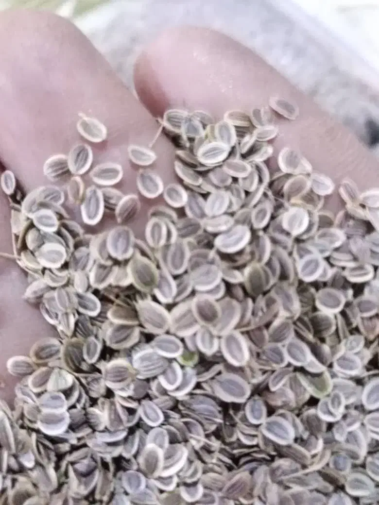 بذر شوید گاوریش|حراج|برازجان, |دیوار