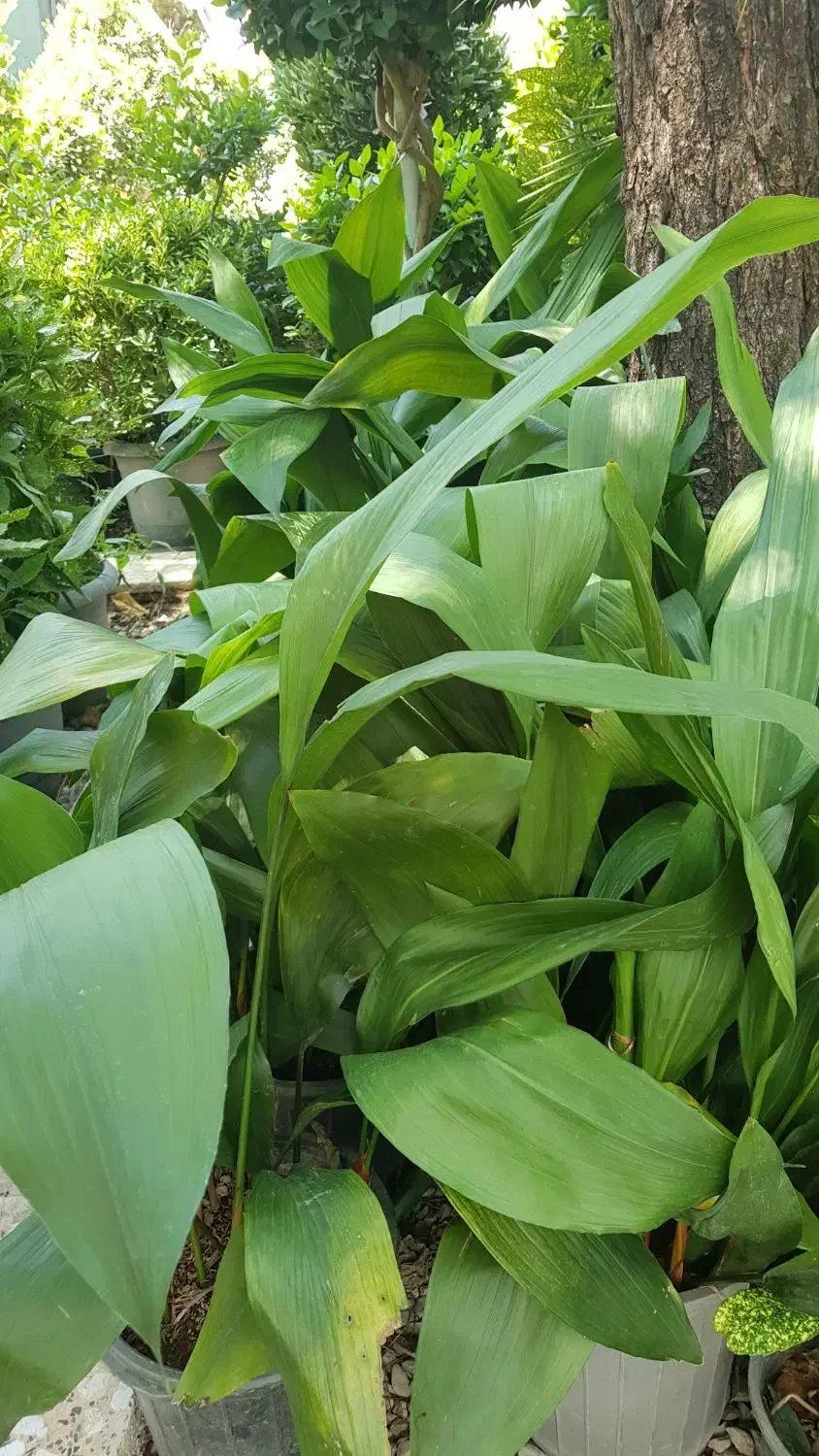 گیاه برگ عبایی|گل و گیاه طبیعی|تهران, عباس‌آباد|دیوار