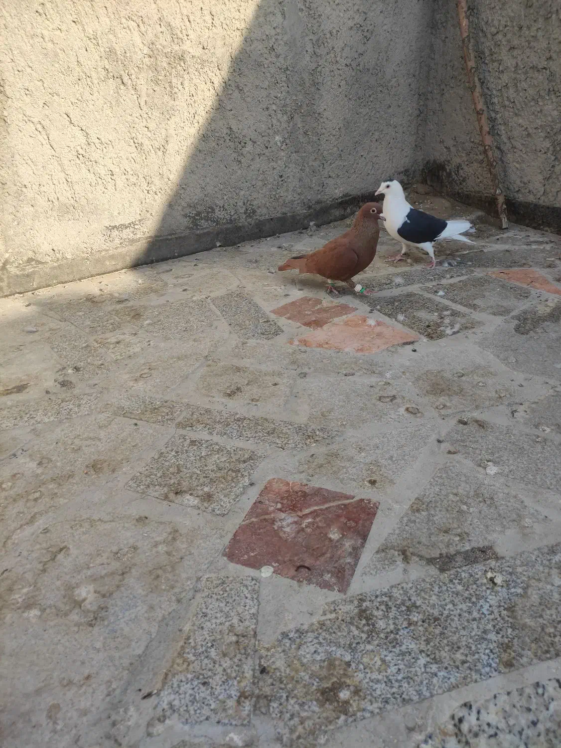 سرخ کرمانی نر|پرنده|مشهد, امیرآباد|دیوار