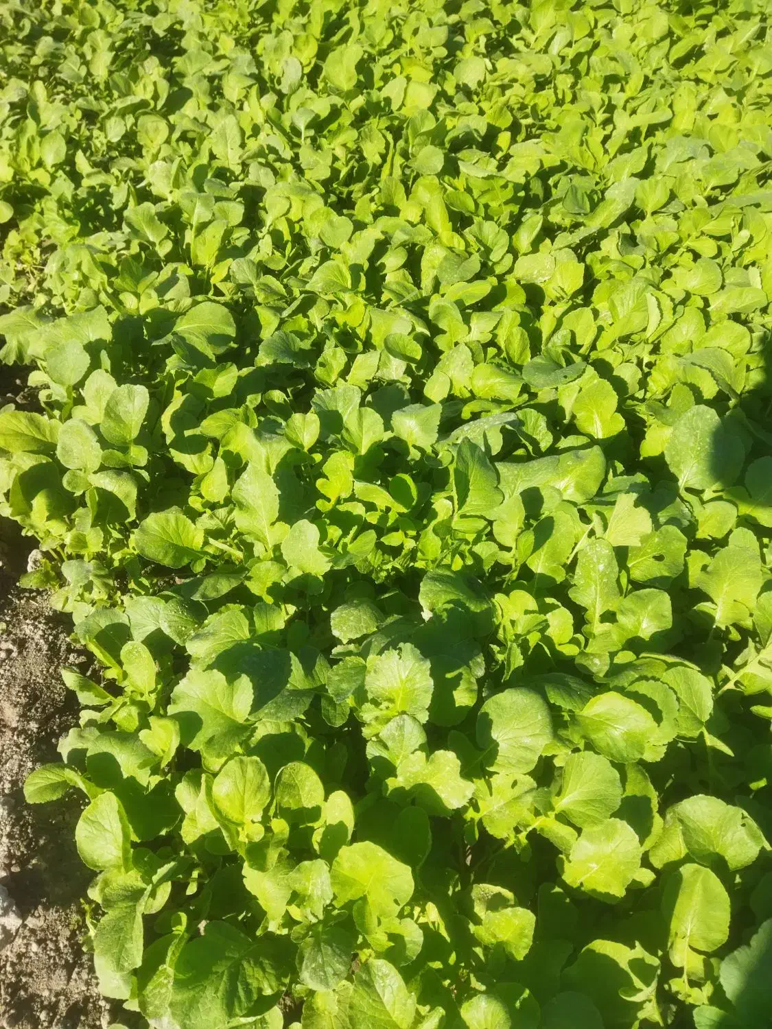 سبزی خورشتی تازه رامهرمز|خدمات پذیرایی، مراسم|شاهینشهر, شهرک گلدیس|دیوار