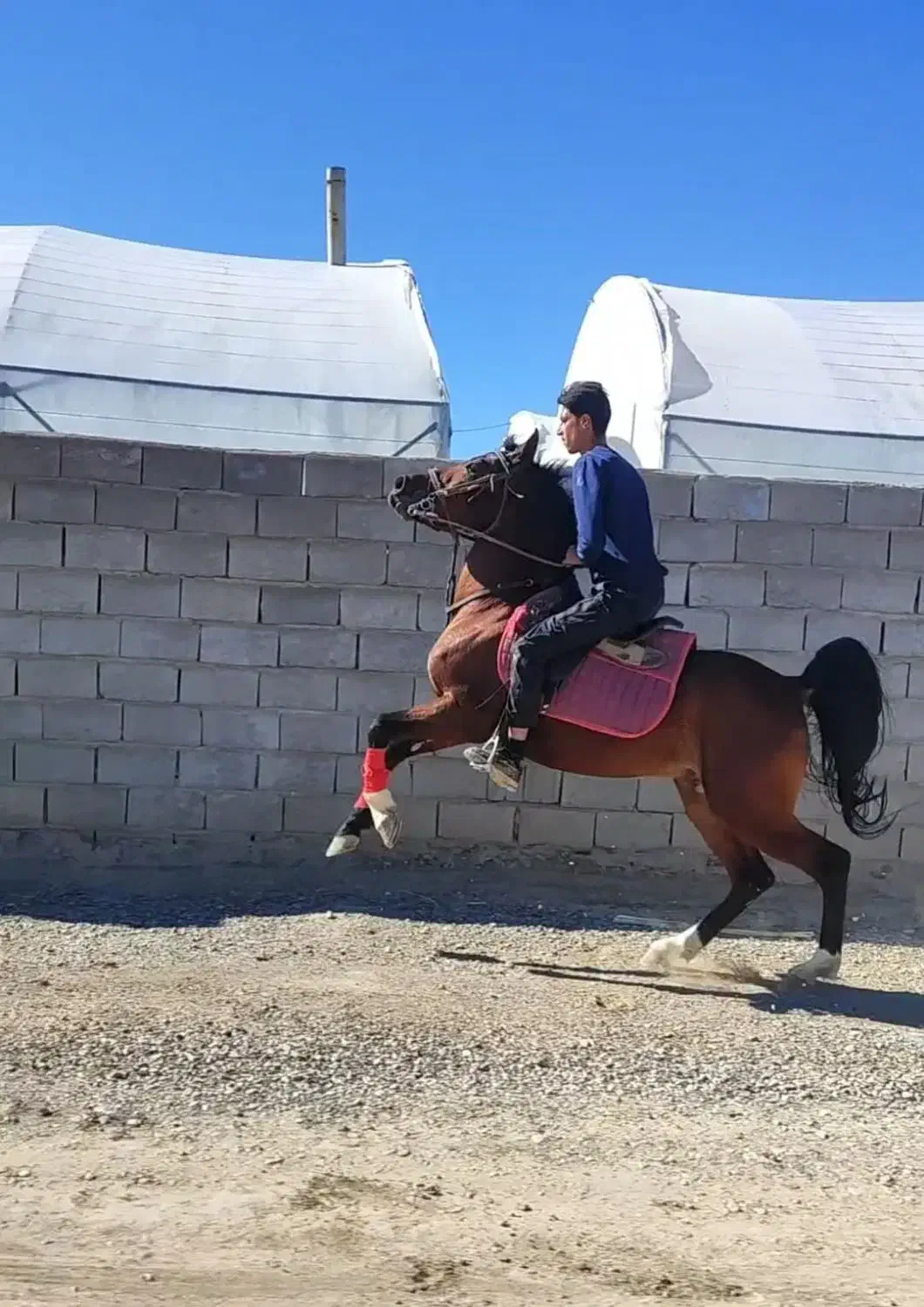 نریون درهشور|اسب و تجهیزات اسب‌سواری|یزد, |دیوار