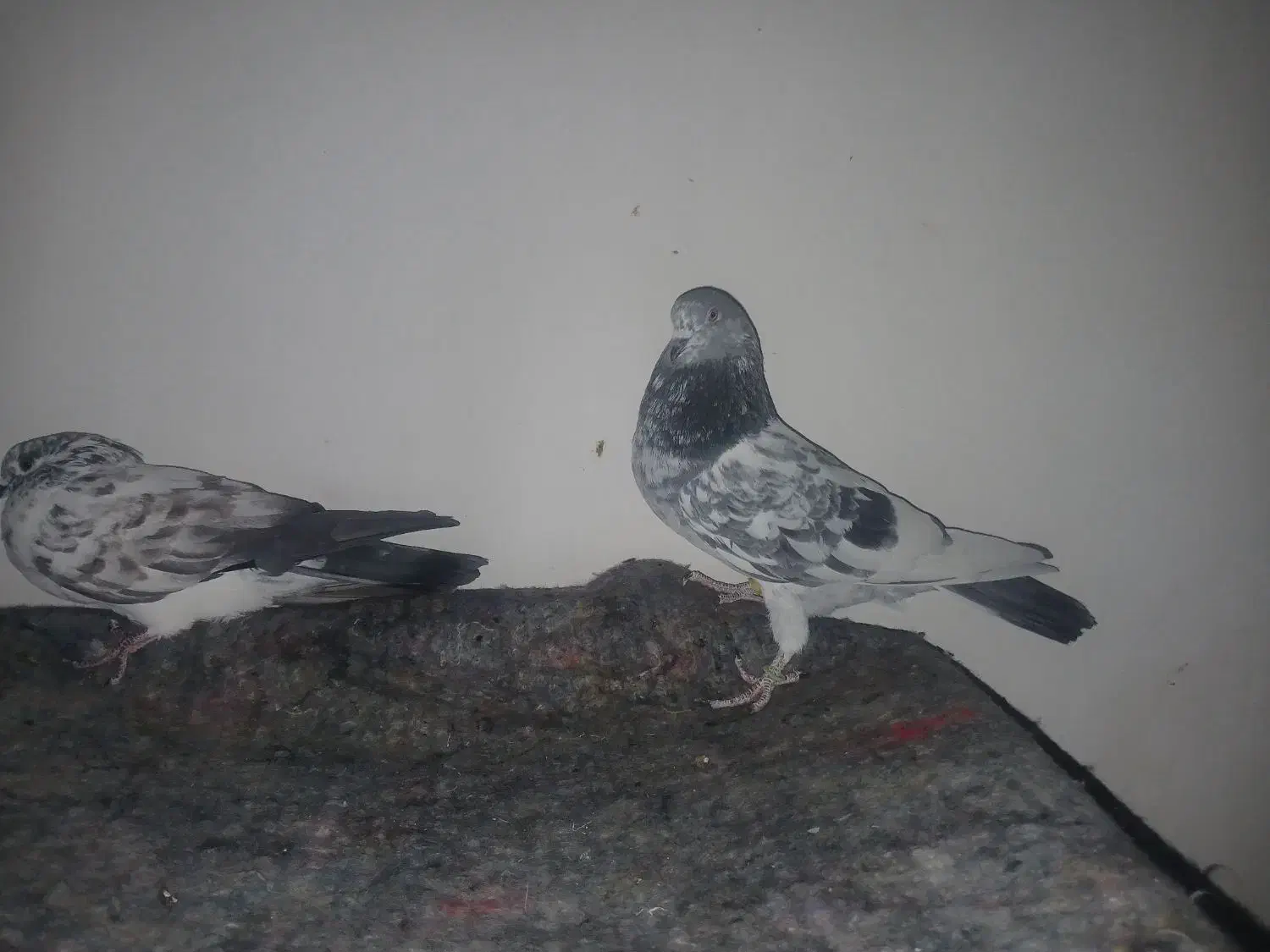 کفتر|پرنده|قرچک, ولی آباد|دیوار