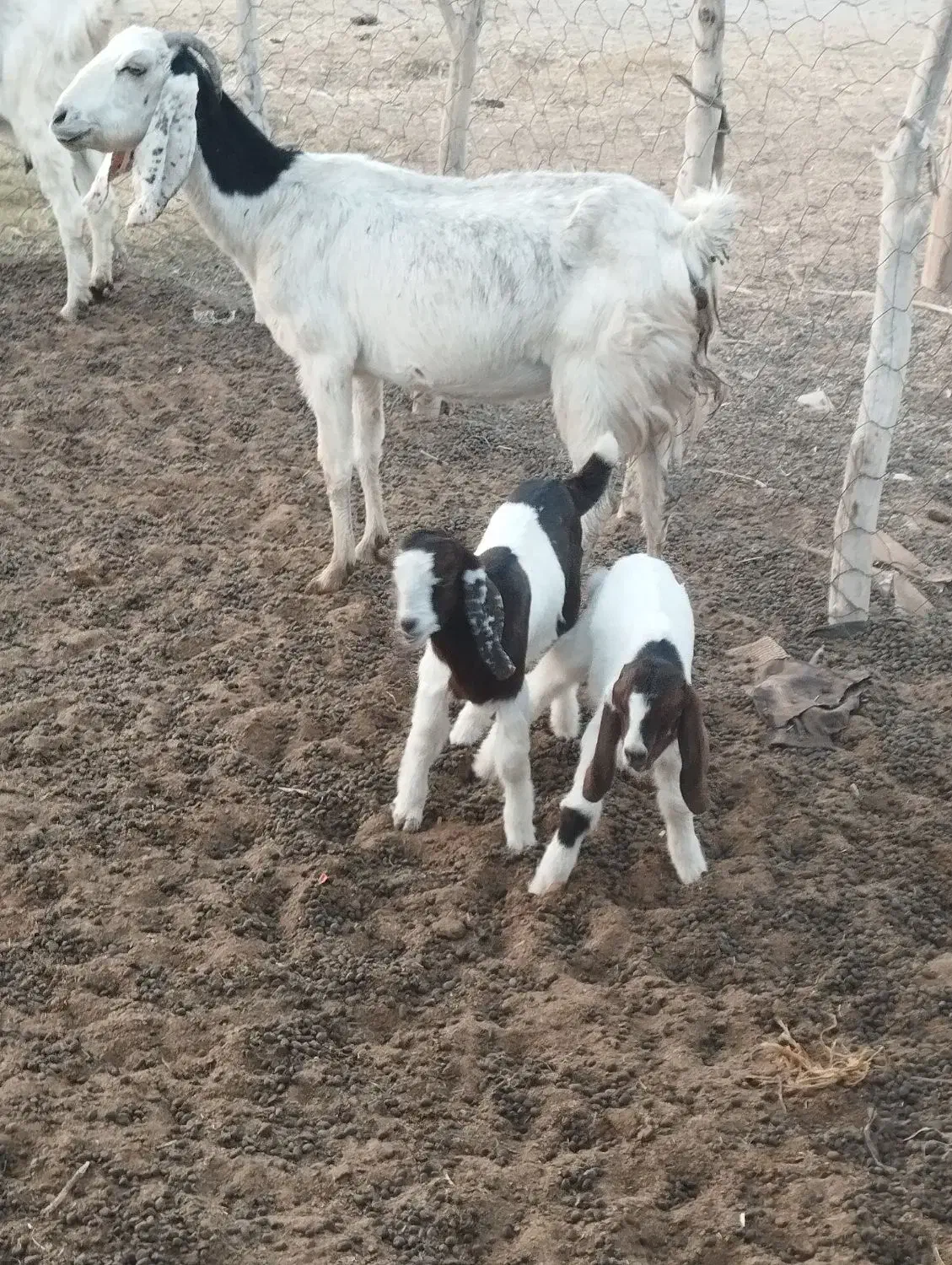 بز مری|حیوانات مزرعه|ایرانشهر, |دیوار