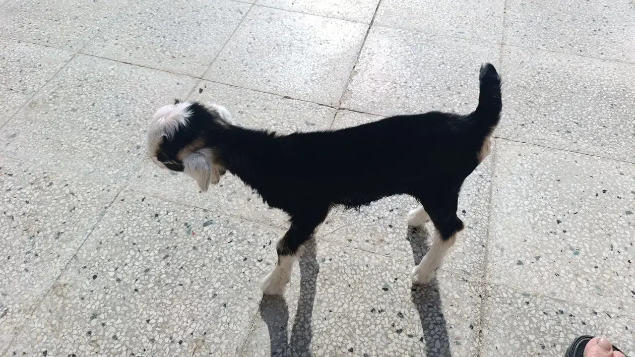 کهره|حیوانات|مرودشت, سهل‌آباد|دیوار