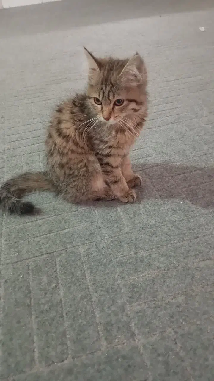 گربه اسکاتیس|گربه|قم, نوقطار|دیوار