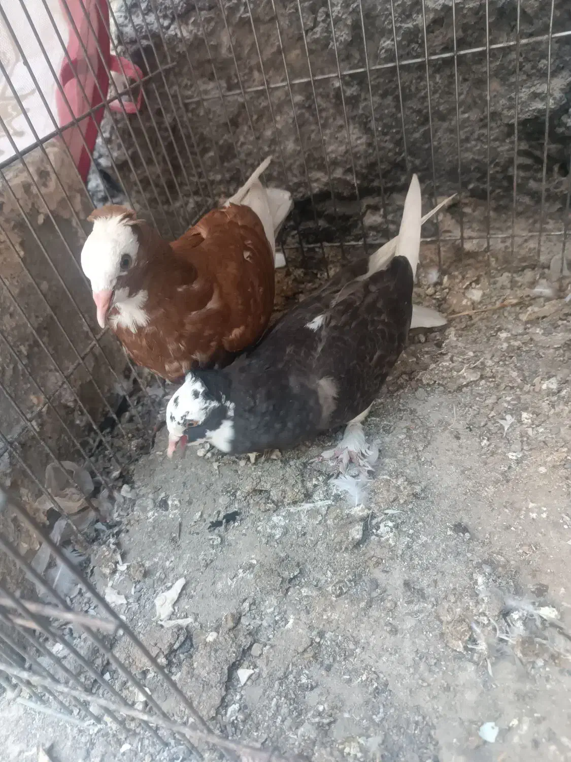 کبوتر رودان|پرنده|میناب, |دیوار