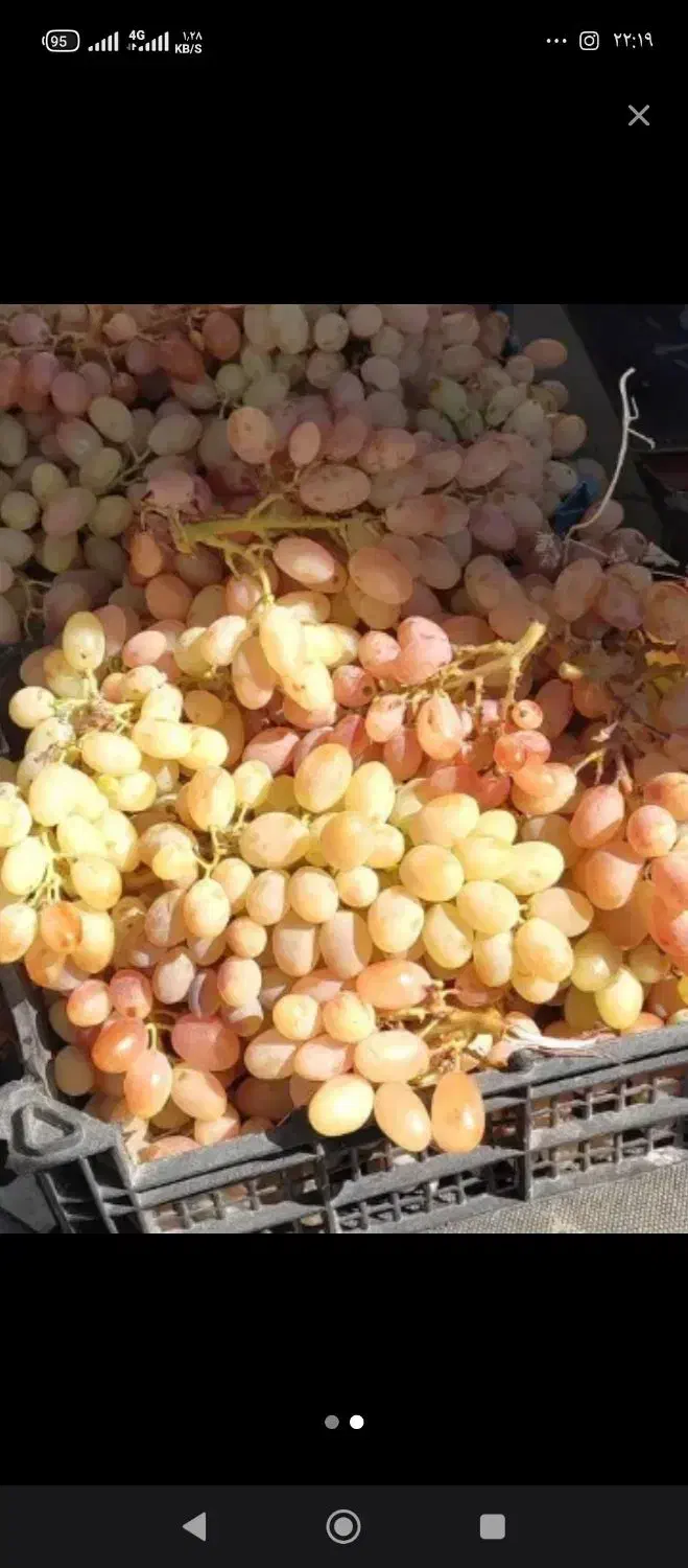 انگور آب گیری کیلوی ۵۰هزارتومان|خوردنی و آشامیدنی|شاهرود, |دیوار