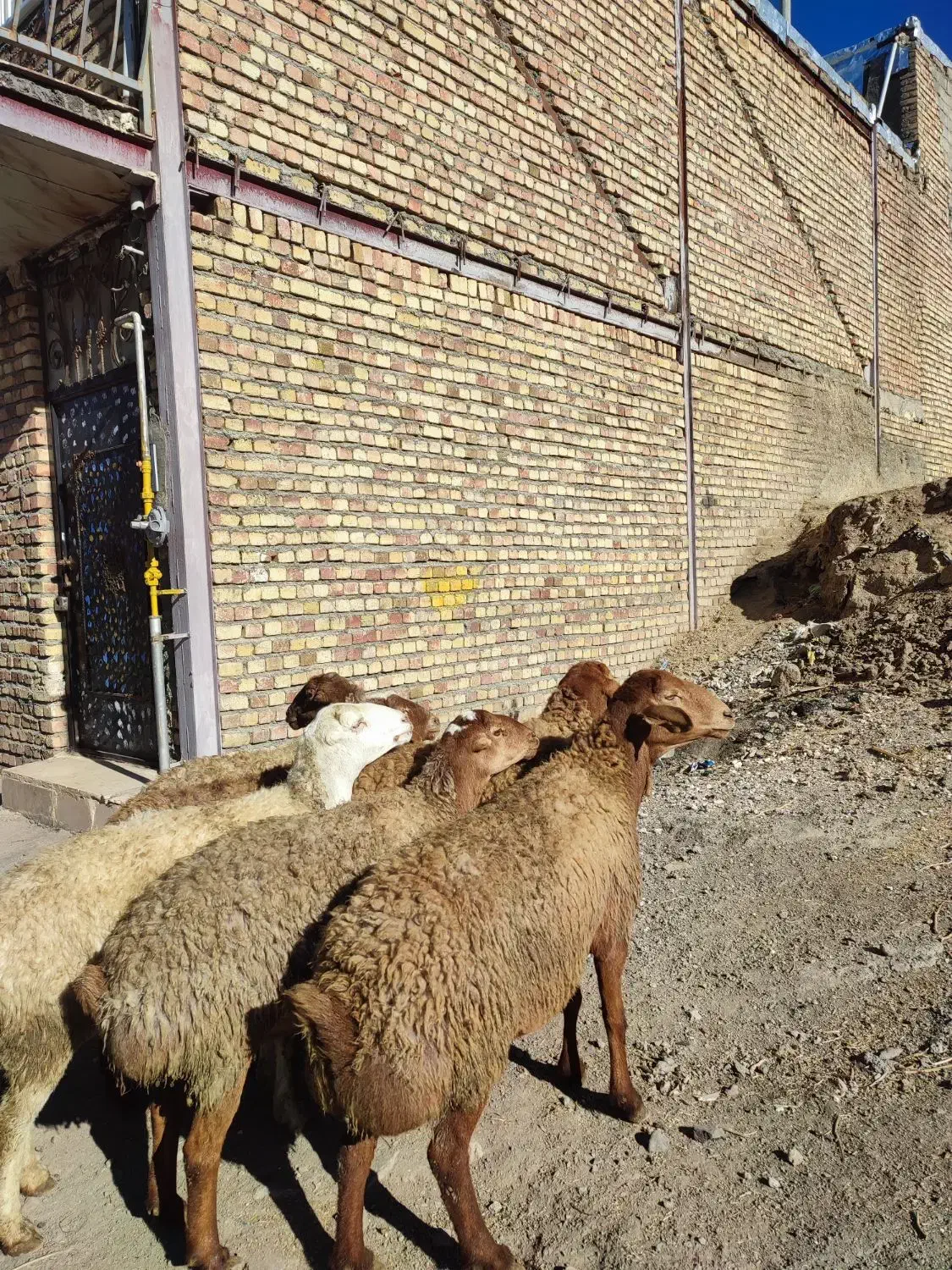 تعدا 6راس گوسفند ناب عروسک آبستن سنگین مالچه|حیوانات مزرعه|کرمانشاه, |دیوار