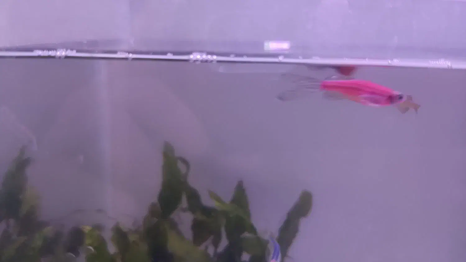 ماهی آکواریوم گوپی و زبرا|ماهی|امیرکلا, |دیوار