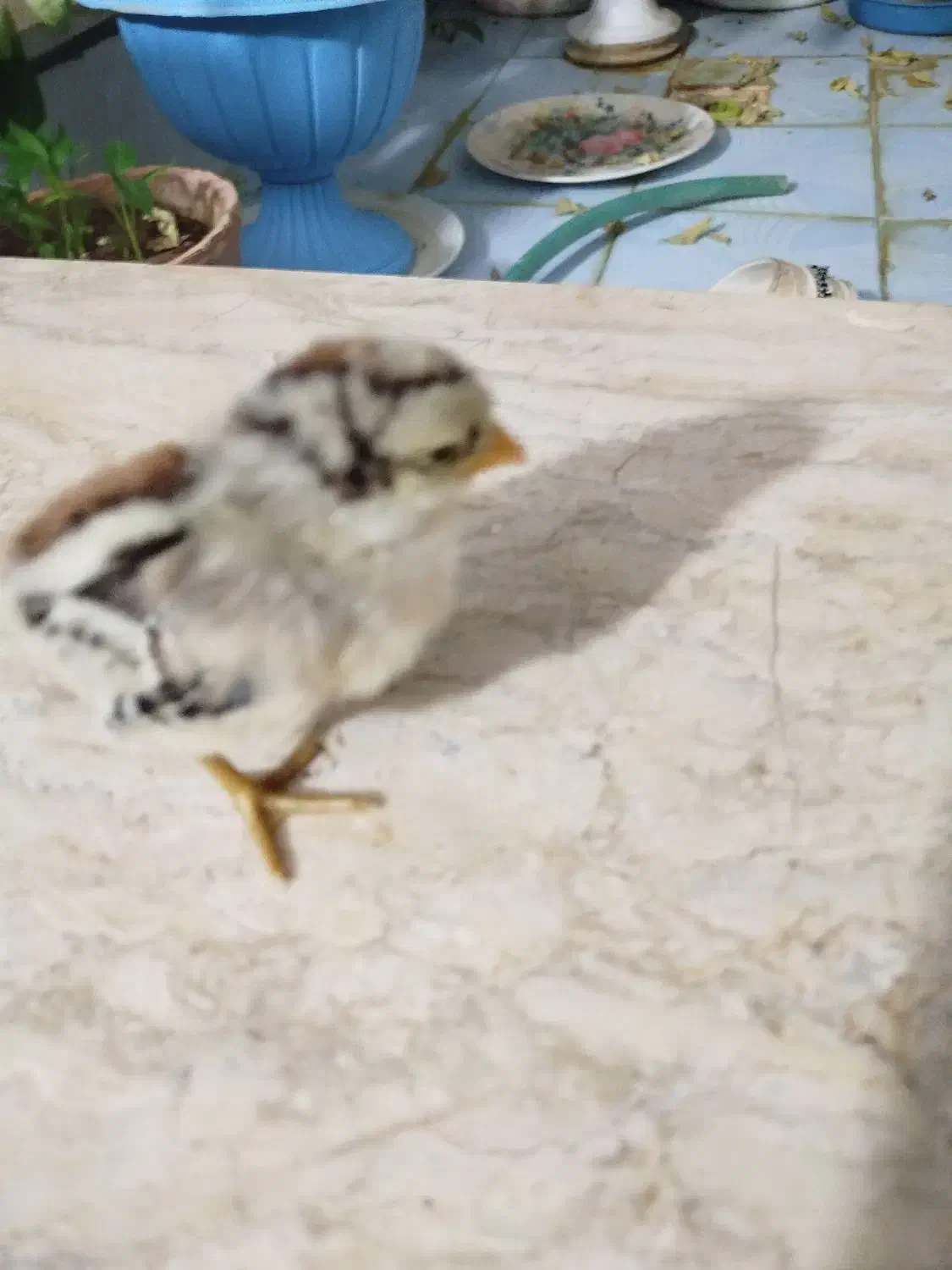 خروس|حیوانات مزرعه|خرم بید, |دیوار