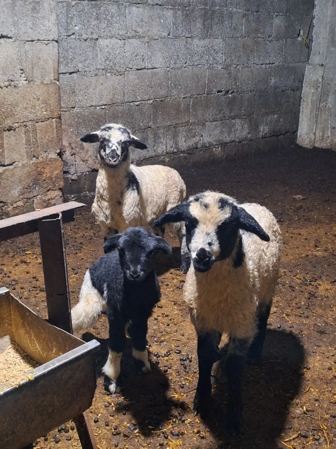 سه عددبره بفروش میرسد|حیوانات مزرعه|حویق, |دیوار