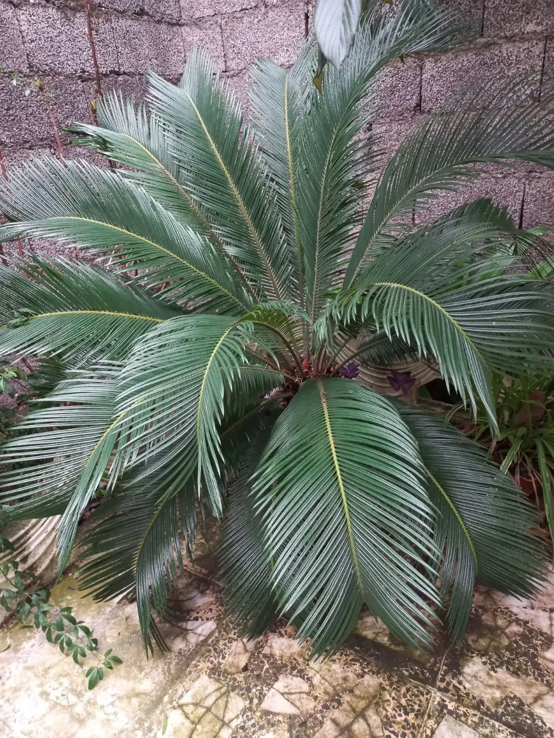 گل سیکاس|گل و گیاه طبیعی|رشت, فلسطین|دیوار