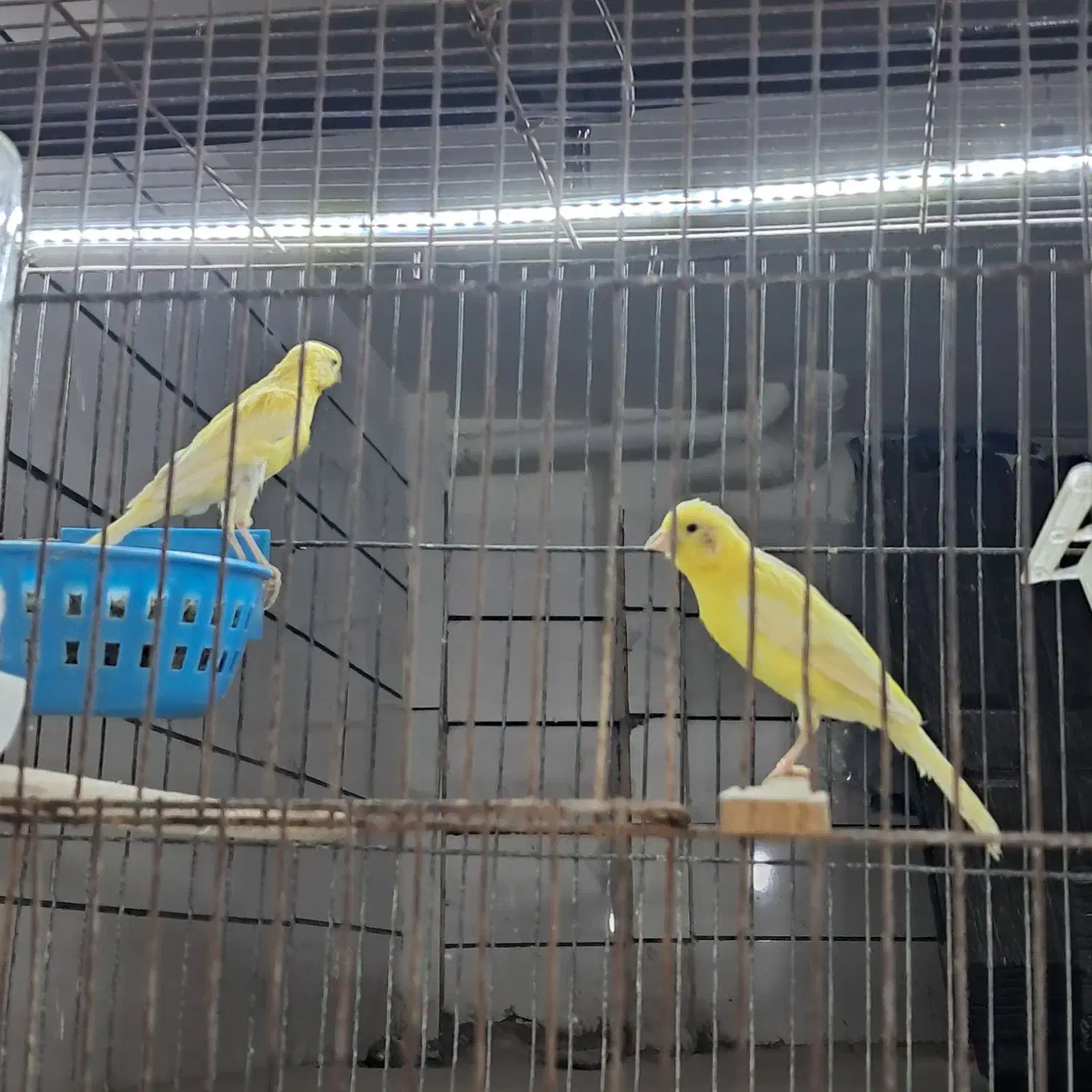 انواع قناری مست تک وجفت|پرنده|تاکستان, |دیوار