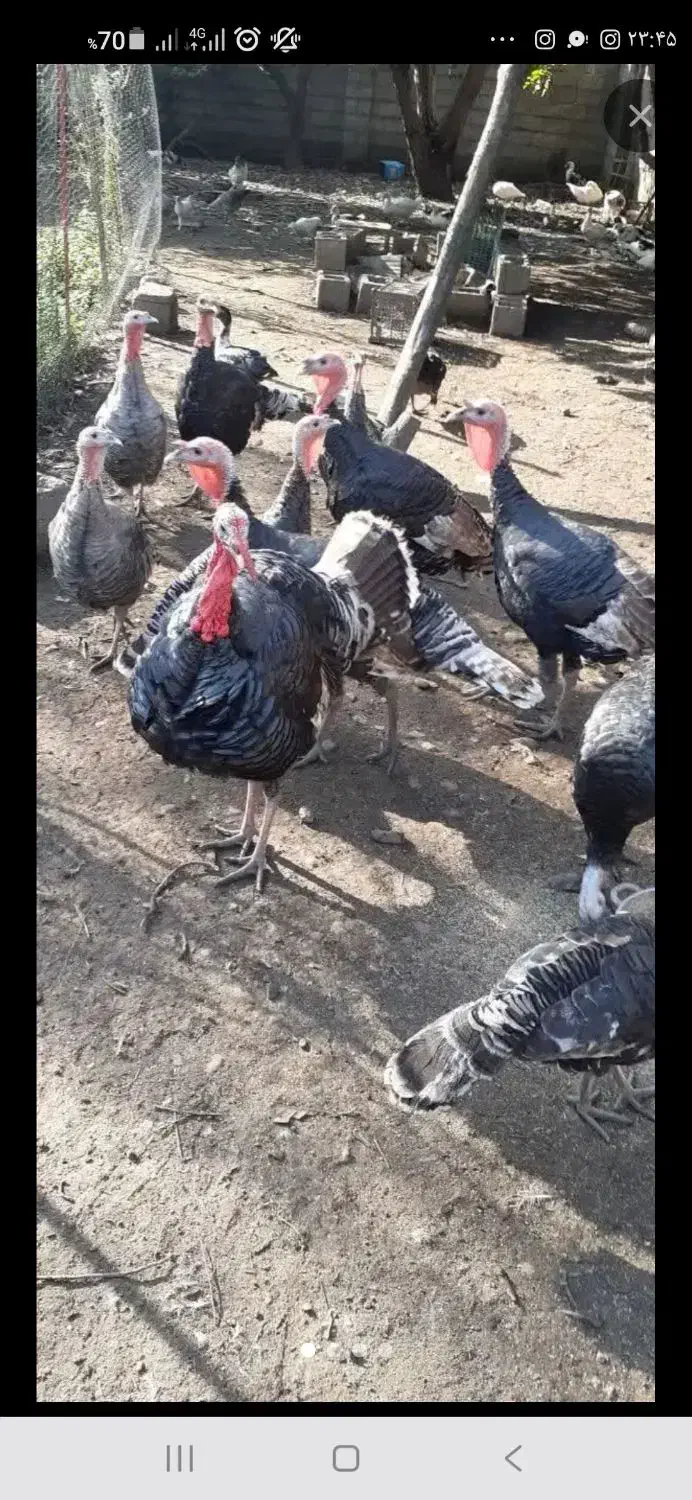 بوقلمون|پرنده|فومن, |دیوار