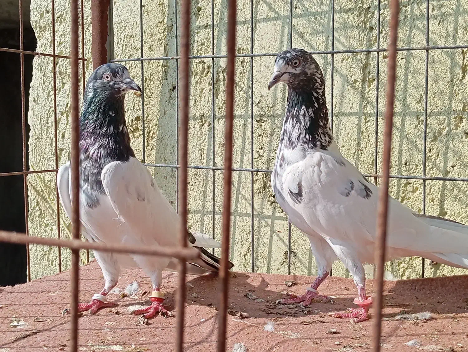 کبوتر پاکستانی تیدی|پرنده|بندرعباس, |دیوار