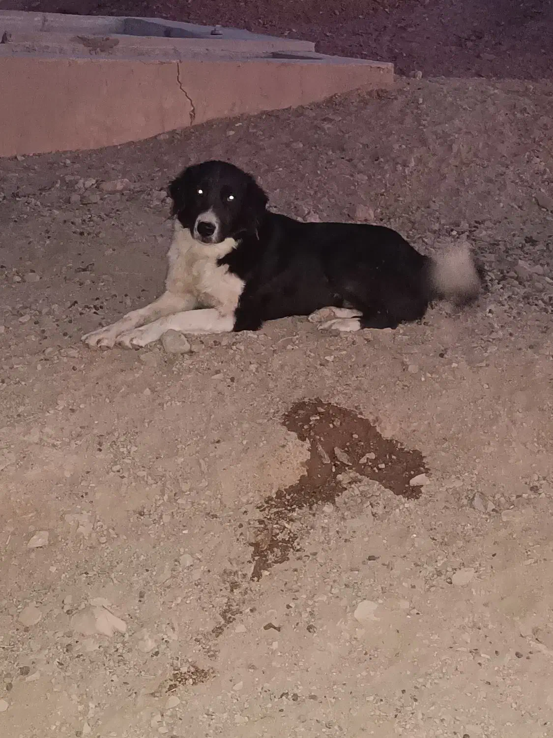 سگ گله|سگ|عقدا, |دیوار