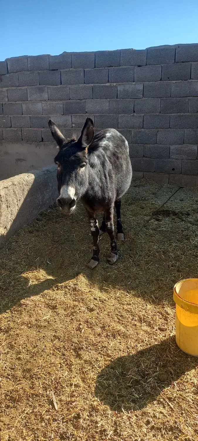 الاغ ماده|حیوانات مزرعه|بردسیر, |دیوار