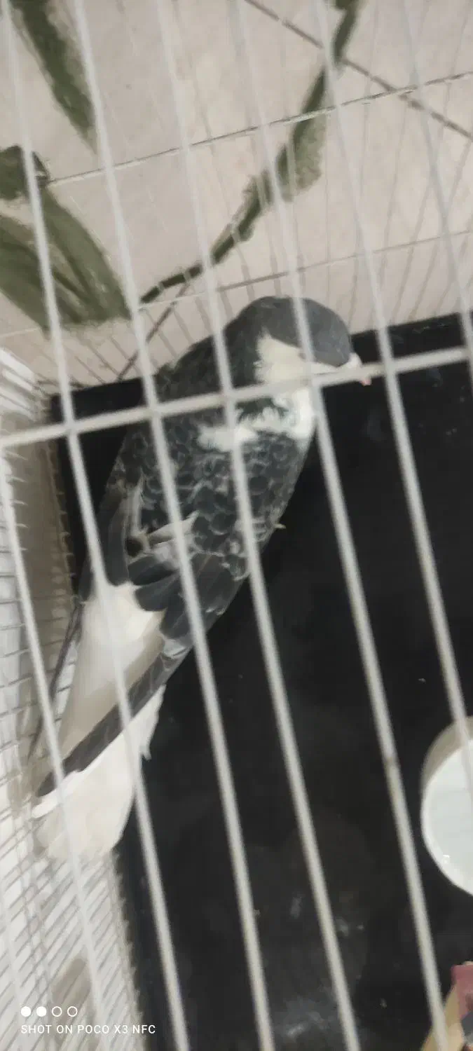 کفتر ساده مگسی|پرنده|تربت‌حیدریه, شهرک ولیعصر|دیوار