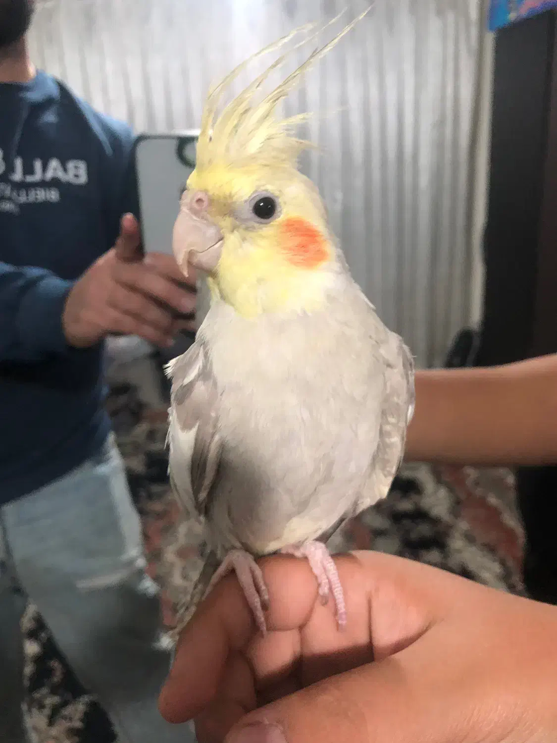 عروس هلندی|پرنده|تهران, هفده شهریور|دیوار