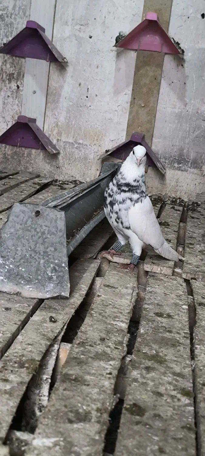 پرنده طوقی|پرنده|گتوند, |دیوار