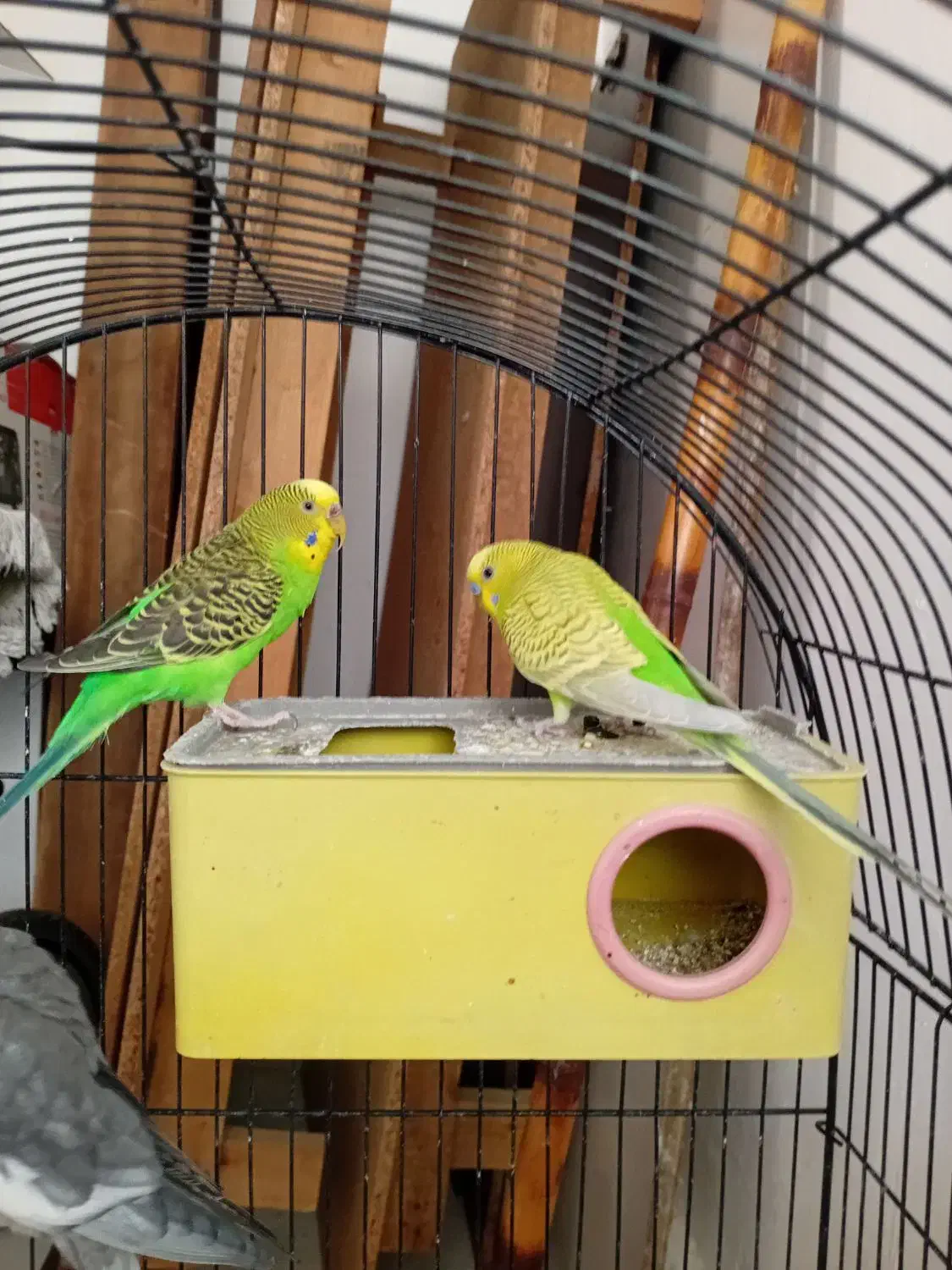 پرنده گان اهلی خوب|پرنده|بومهن, |دیوار