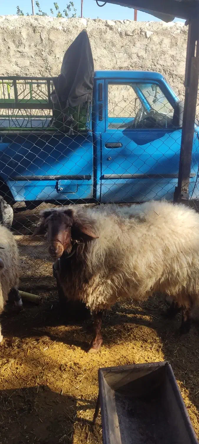 بره نرپروارباب قصابی|حیوانات مزرعه|دره شهر, |دیوار