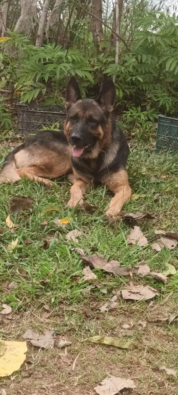 ژرمن ماده|سگ|سنگر, |دیوار