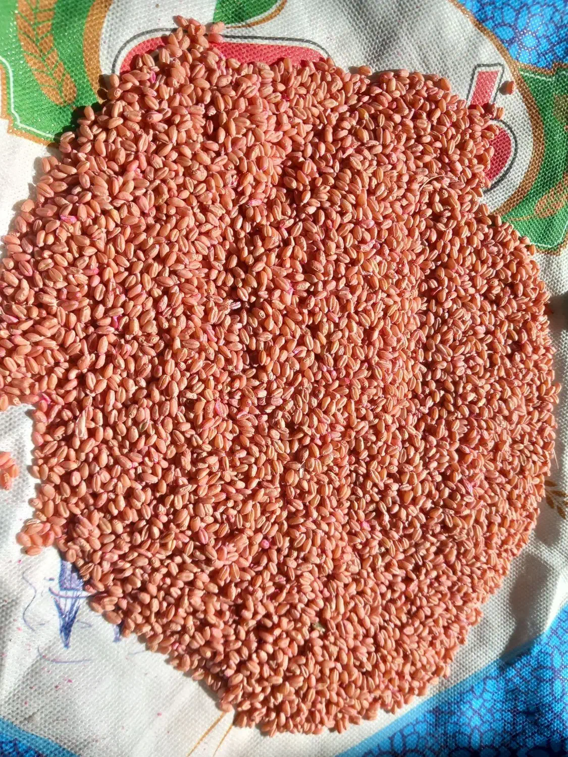 بذر گندم آبی(پیشگام)دیم(سرداری)|خدمات باغبانی و درختکاری|قروه, |دیوار